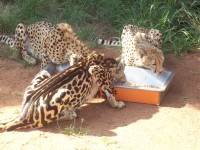 Dinner is served!