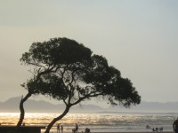 Wild Coast