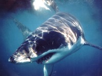 The Great White Shark