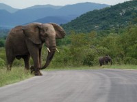 Kruger Park