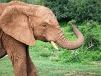 Addo Elephant National Park